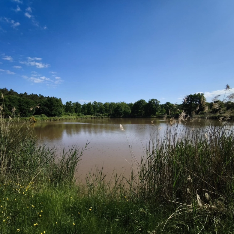 Immobilier en sologne, étang d’environ 1,2 ha sur 25600m² de Terrain.