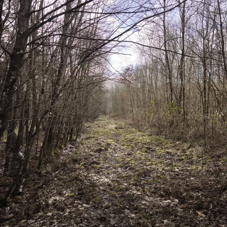 Immobilier en Sologne – Territoire de chasse 28 hectares