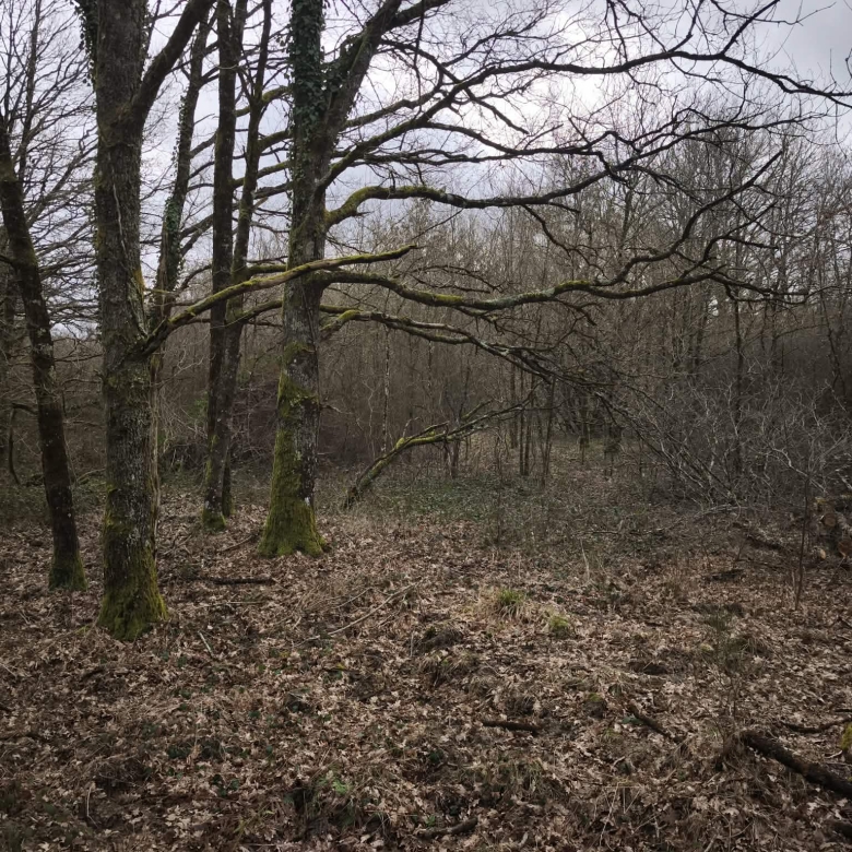 Immobilier en Sologne – Territoire de chasse 28 hectares