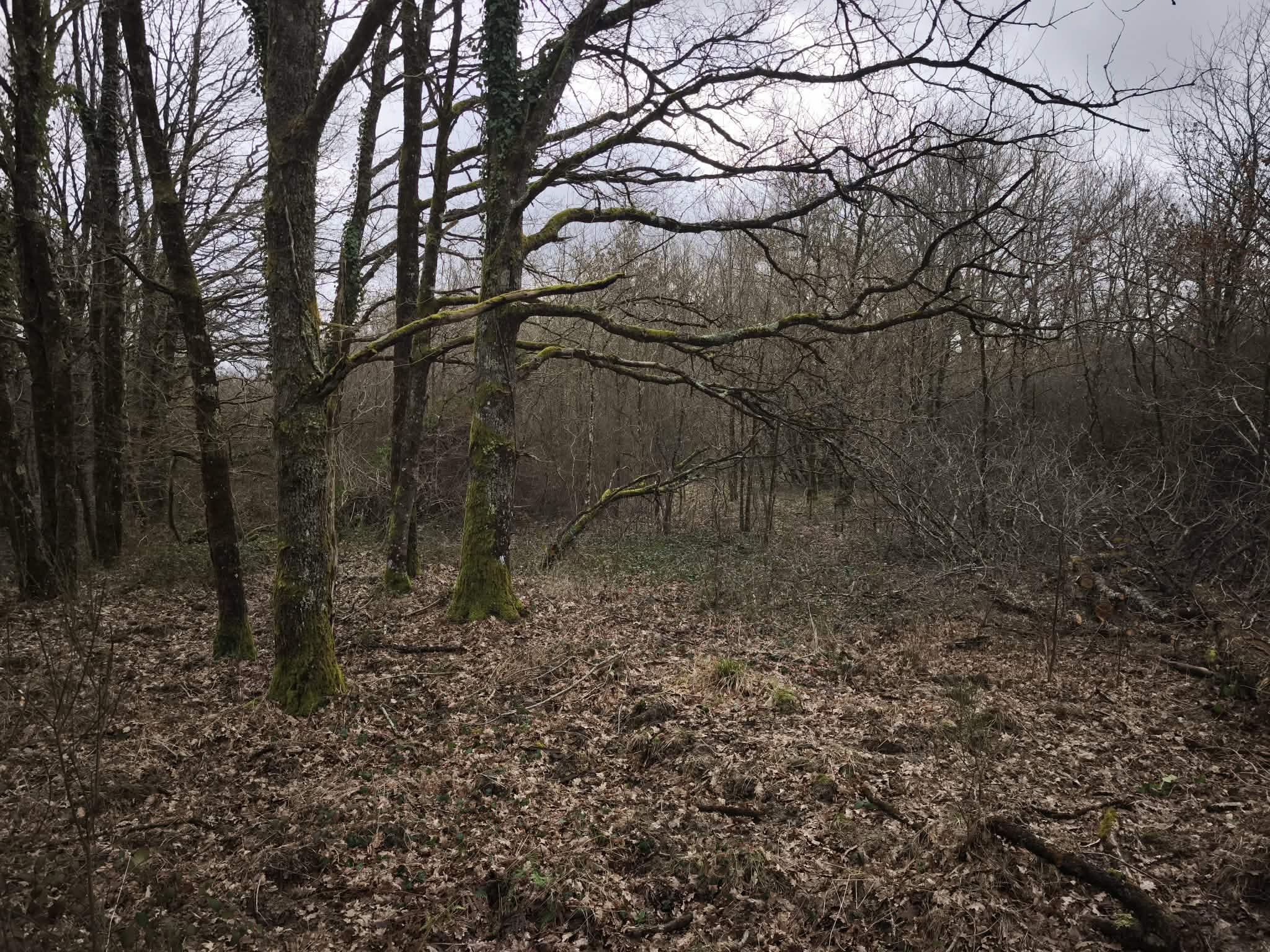ejNycD7f Immobilier en Sologne – Territoire de chasse 28 hectares