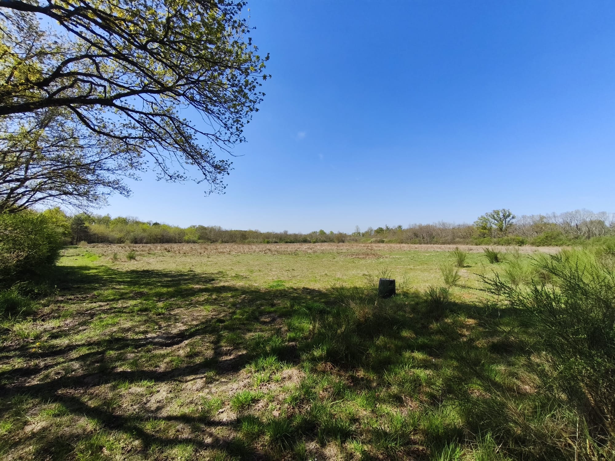 immobilier pruniers en sologne – propriete de chasse (1) Immobilier Pruniers en Sologne – Propriété de 38 hectares