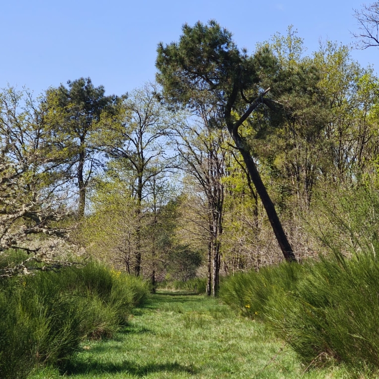 Immobilier Pruniers en Sologne – Propriété de 38 hectares