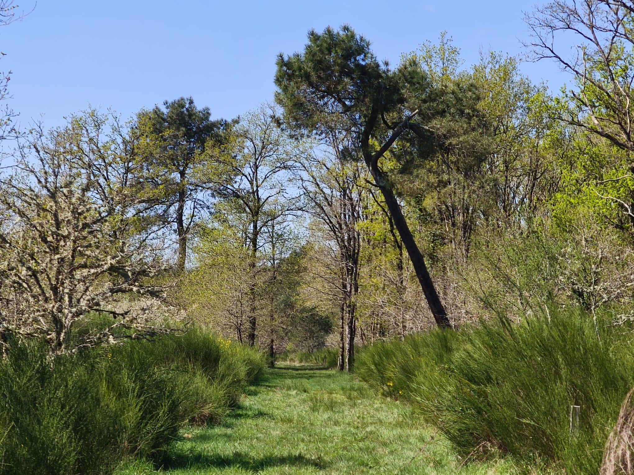 immobilier pruniers en sologne – propriete de chasse (8) Immobilier Pruniers en Sologne – Propriété de 38 hectares