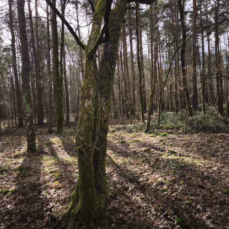 Immobilier en Sologne – Territoire de chasse 28 hectares