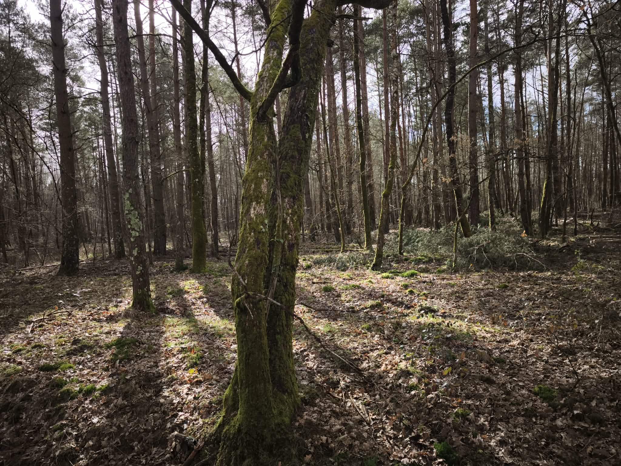 mvoTk10g Immobilier en Sologne – Territoire de chasse 28 hectares
