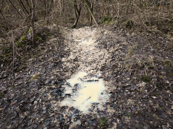 Immobilier en Sologne – Territoire de chasse 28 hectares